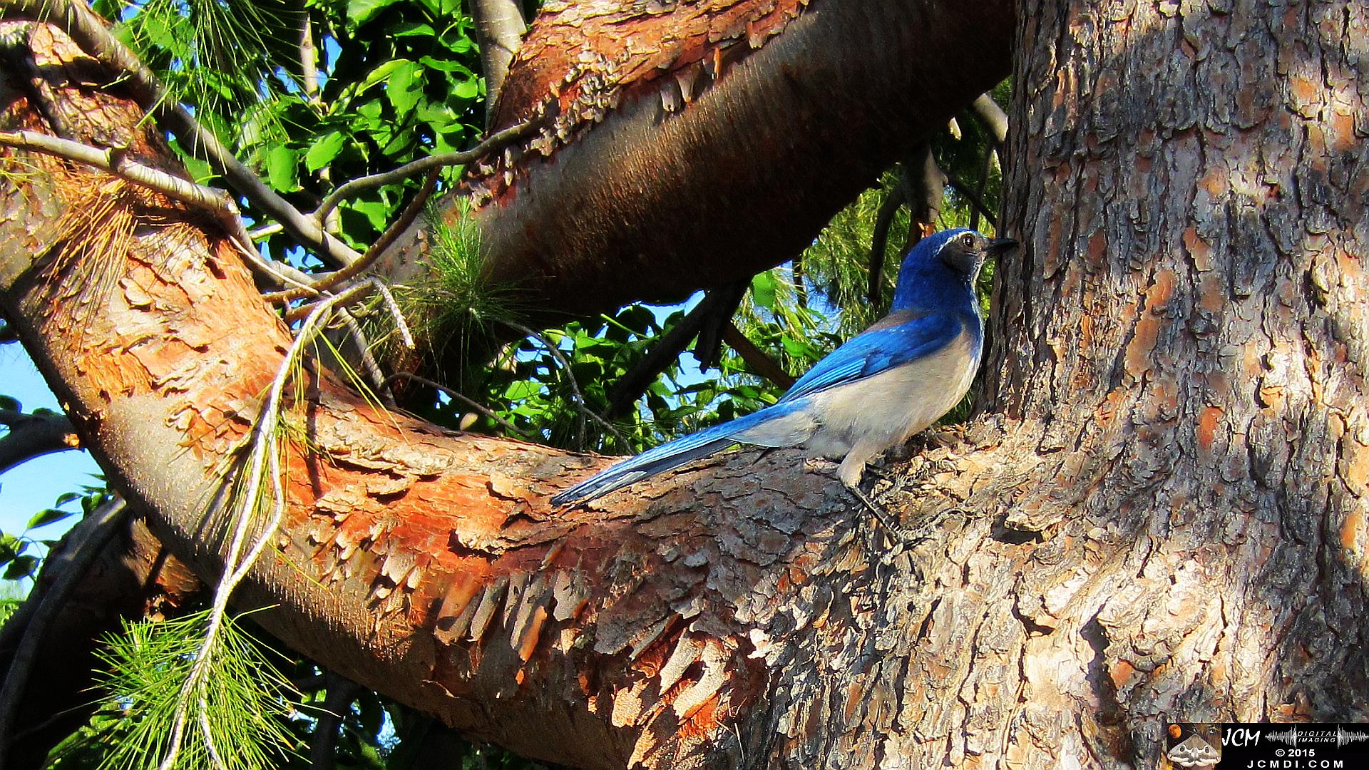 Scrub Jay curious male watches from pine tree